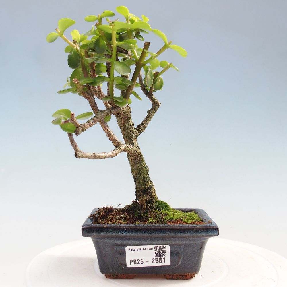 Izbová bonsai - Portulakaria Afra - Tlustice