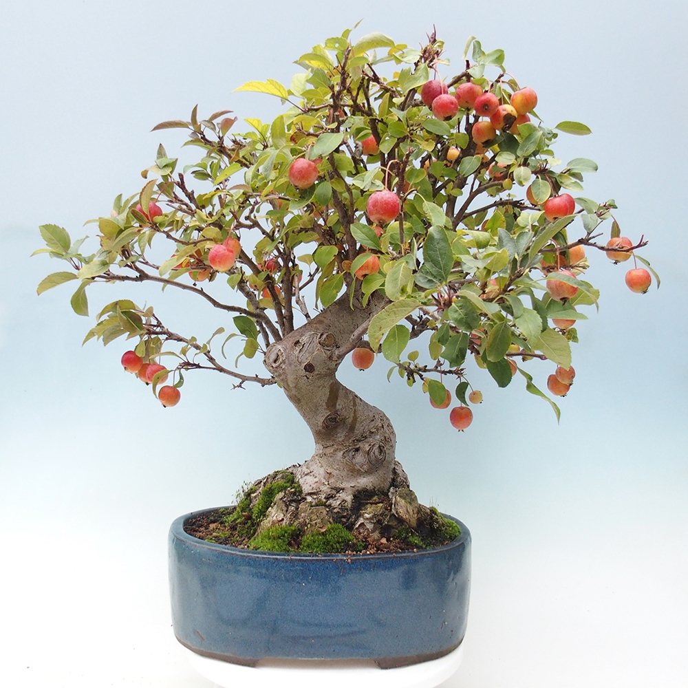 Vonkajší bonsai -Malus halliana - Maloplodá jabloň