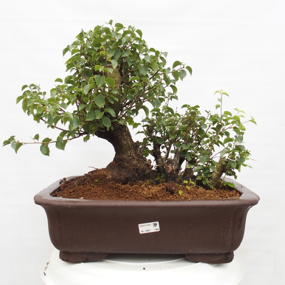 Vonkajšie bonsai - Mahalebka - Prunus mahalieb