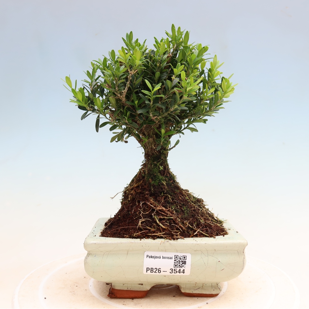 Izbové bonsaje - Buxus harlandii - korkový buxus