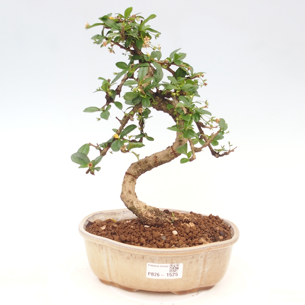Izbové bonsaje - Carmona macrophylla - Tea fuki