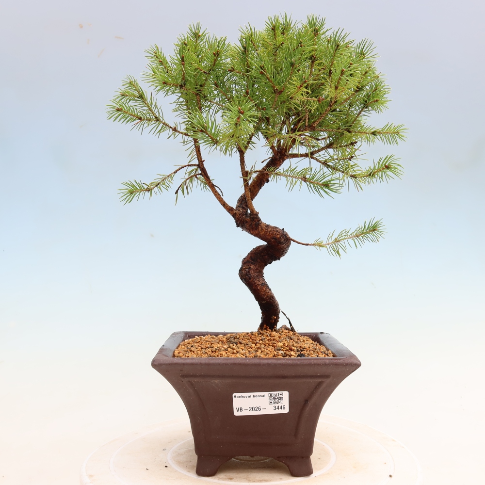 Vonkajší bonsai – Smrek sivý – Picea glauca globe