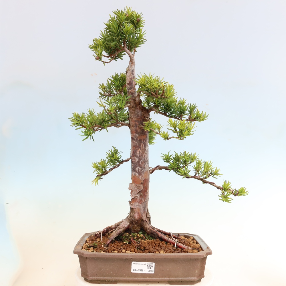 Vonkajší bonsai – Taxus cuspidata – japonský tis