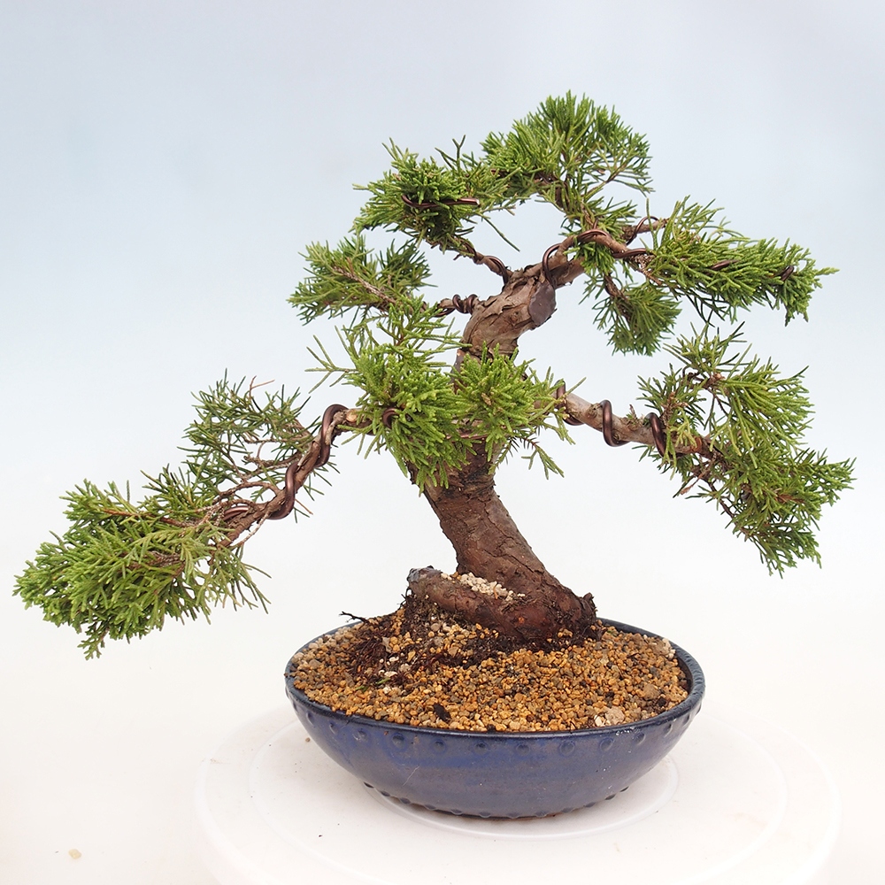 Vonkajší bonsai - Juniperus chinensis Itoigawa -Jalovec čínsky