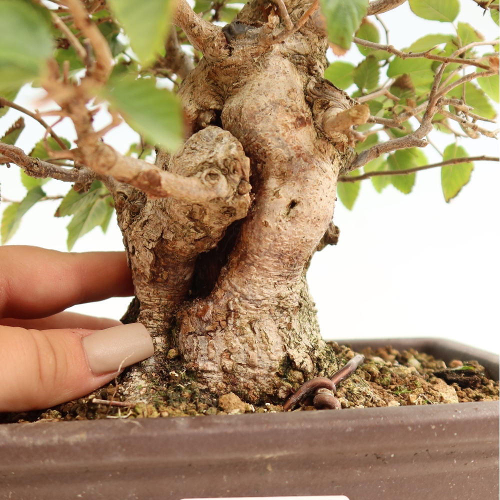 Vonkajšie bonsaje -Carpinus CARPINOIDES - Hrab kórejský
