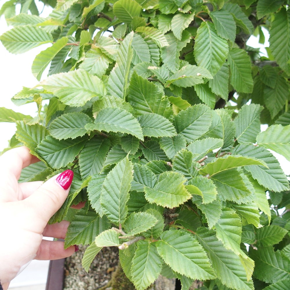 Vonkajší bonsai - Hrab obyčajný - Carpinus betulus