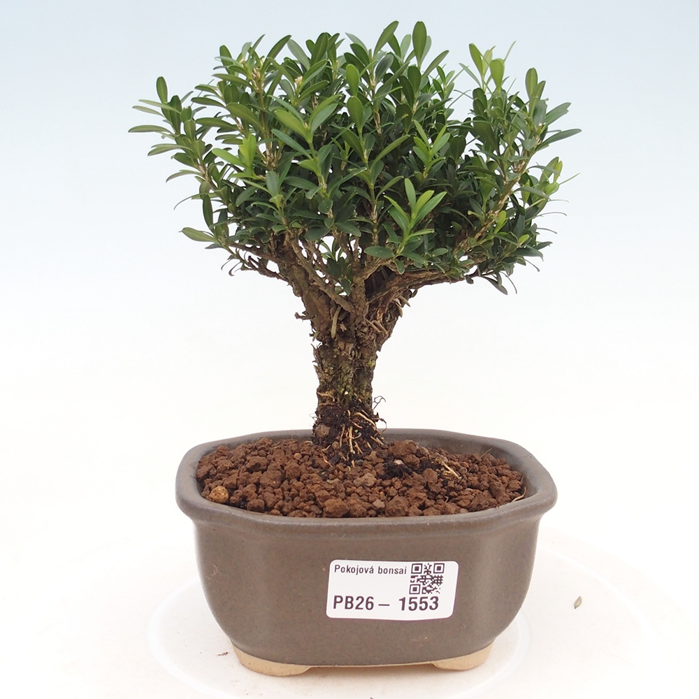 Izbové bonsaje - Buxus harlandii - korkový buxus