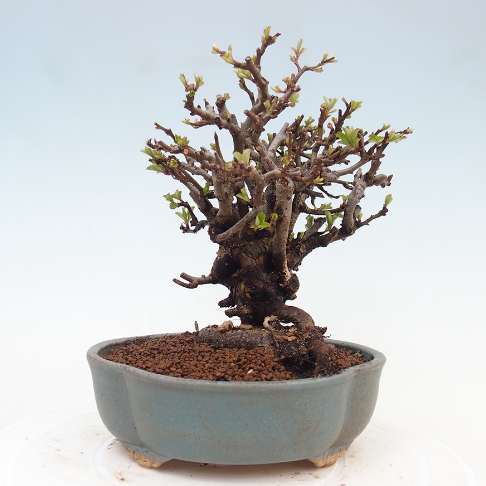 Vonkajšie bonsaje - Chaneomeles speciosa - Kdoule