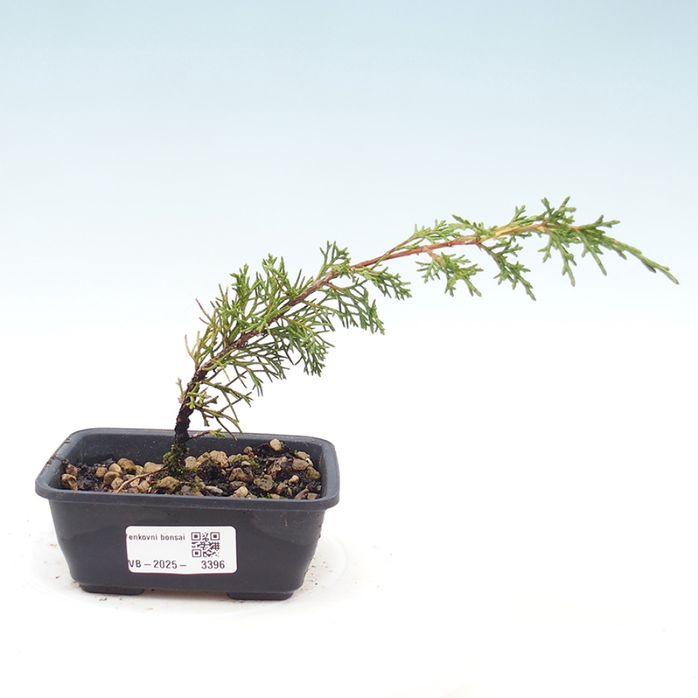 Vonkajší bonsaj - Juniperus chinensis Itoigawa