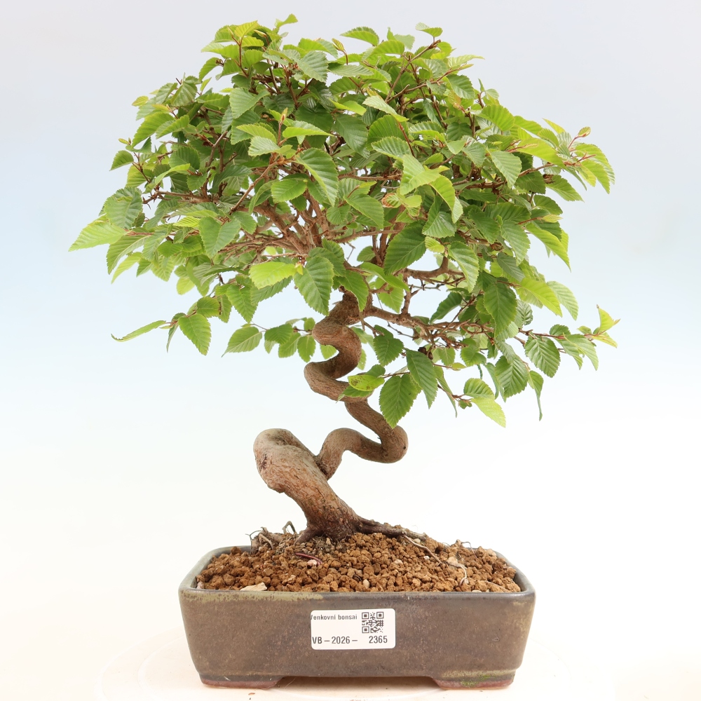 Vonkajší bonsaj -Carpinus coreana - Hrab kórejský