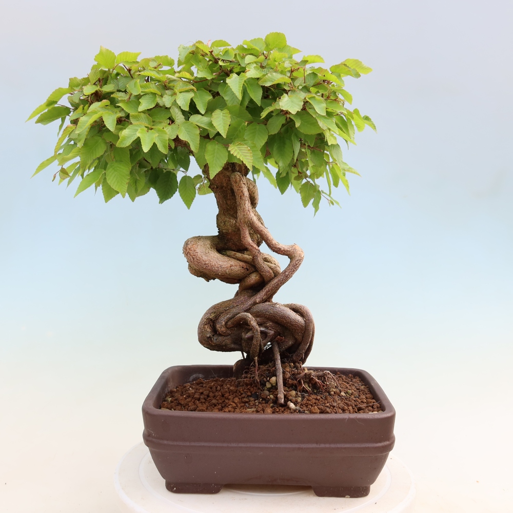 Vonkajší bonsaj -Carpinus coreana - Hrab kórejský