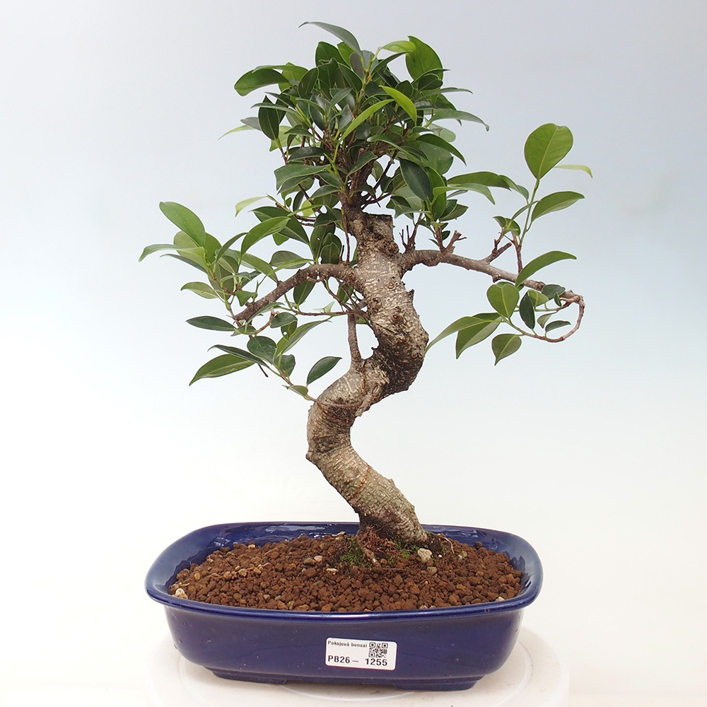 Izbová bonsai - Ficus kimmen - malolistá fikus