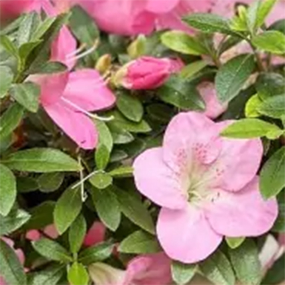 Vonkajšie bonsaje - Japonská azalka - Azalka Yoko