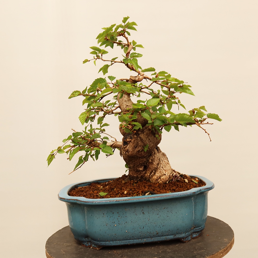 Vonkajší bonsai -Carpinus Coreana - Hrab kórejský