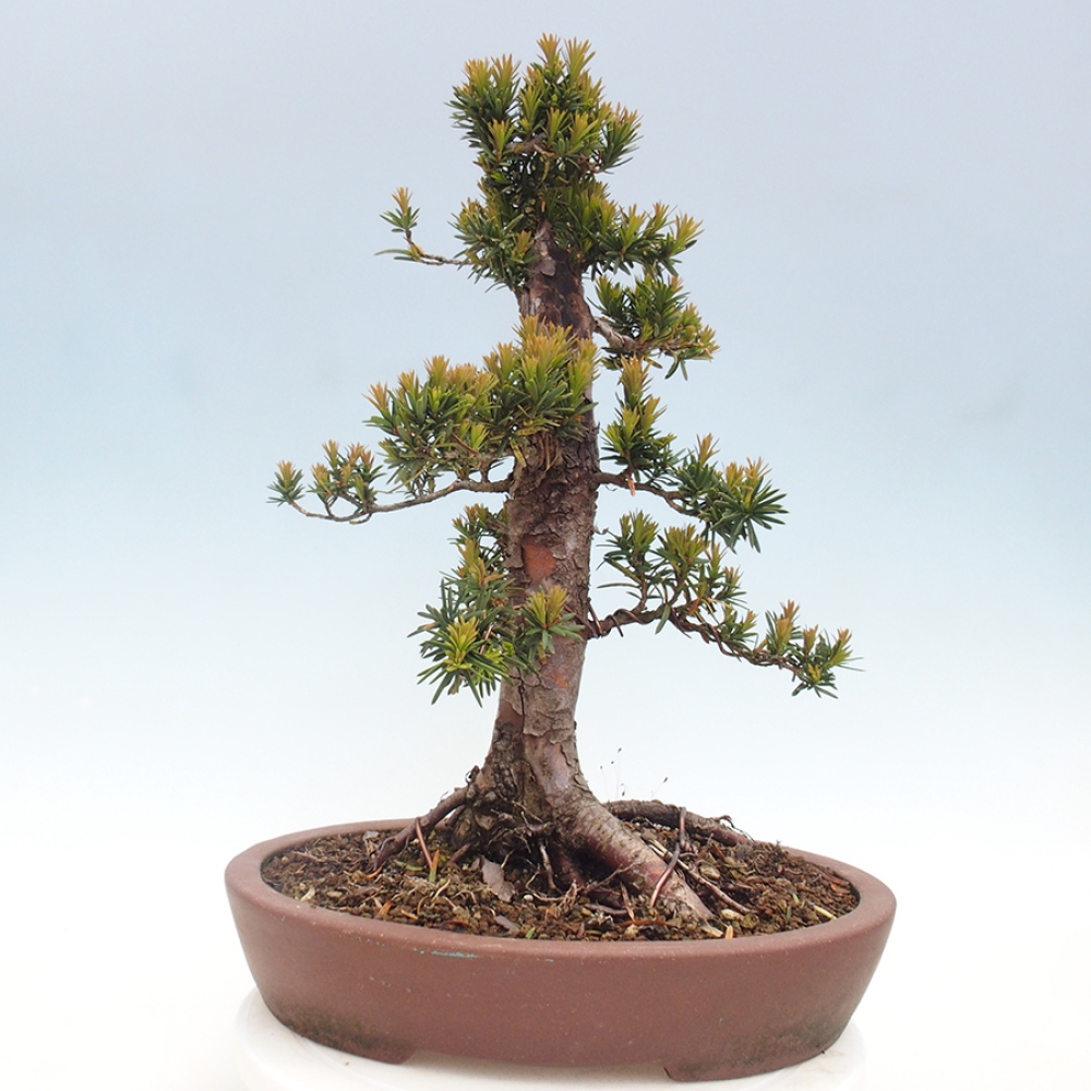 Vonkajší bonsai - Taxus cuspidata - Tis japonský