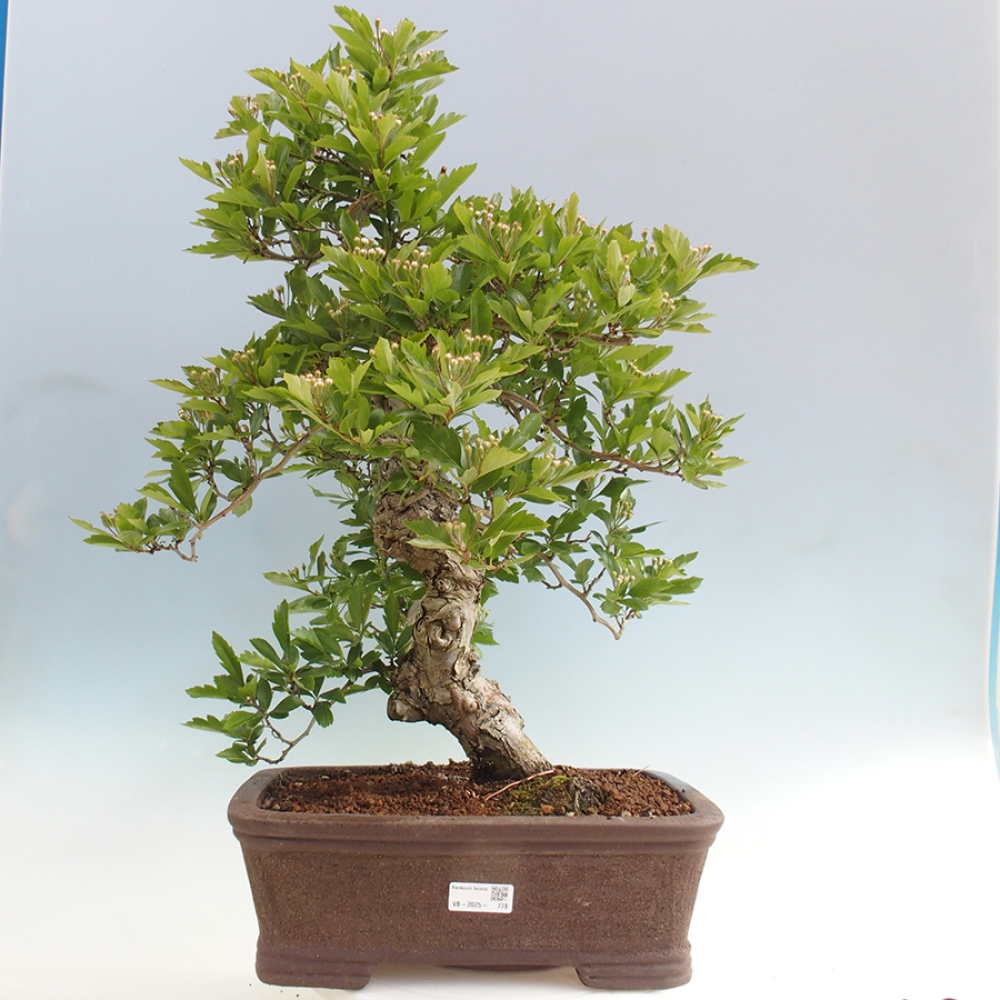 Vonkajší bonsai - Hloh klinovitý - Crataegus cuneata