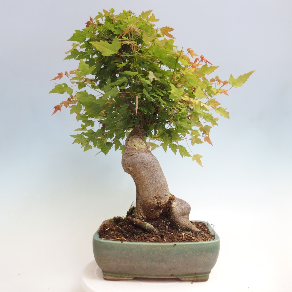 Vonkajšie bonsai - Javor Buergerianum - Javor Burgerův