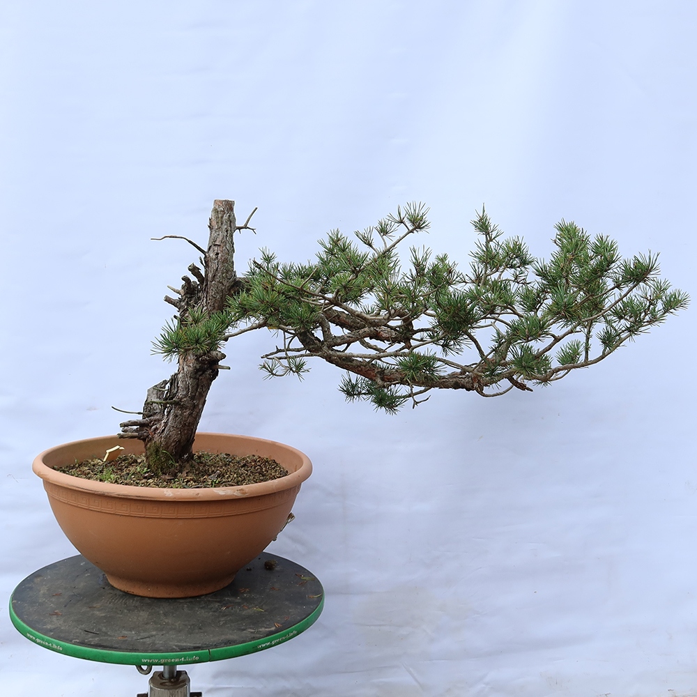 Pinus sylvestris Španielsko – borovica lesná