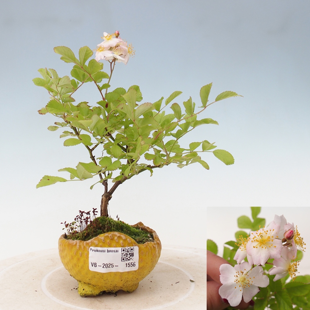 Vonkajší bonsai - Rosa sp. - malokvetá ruža