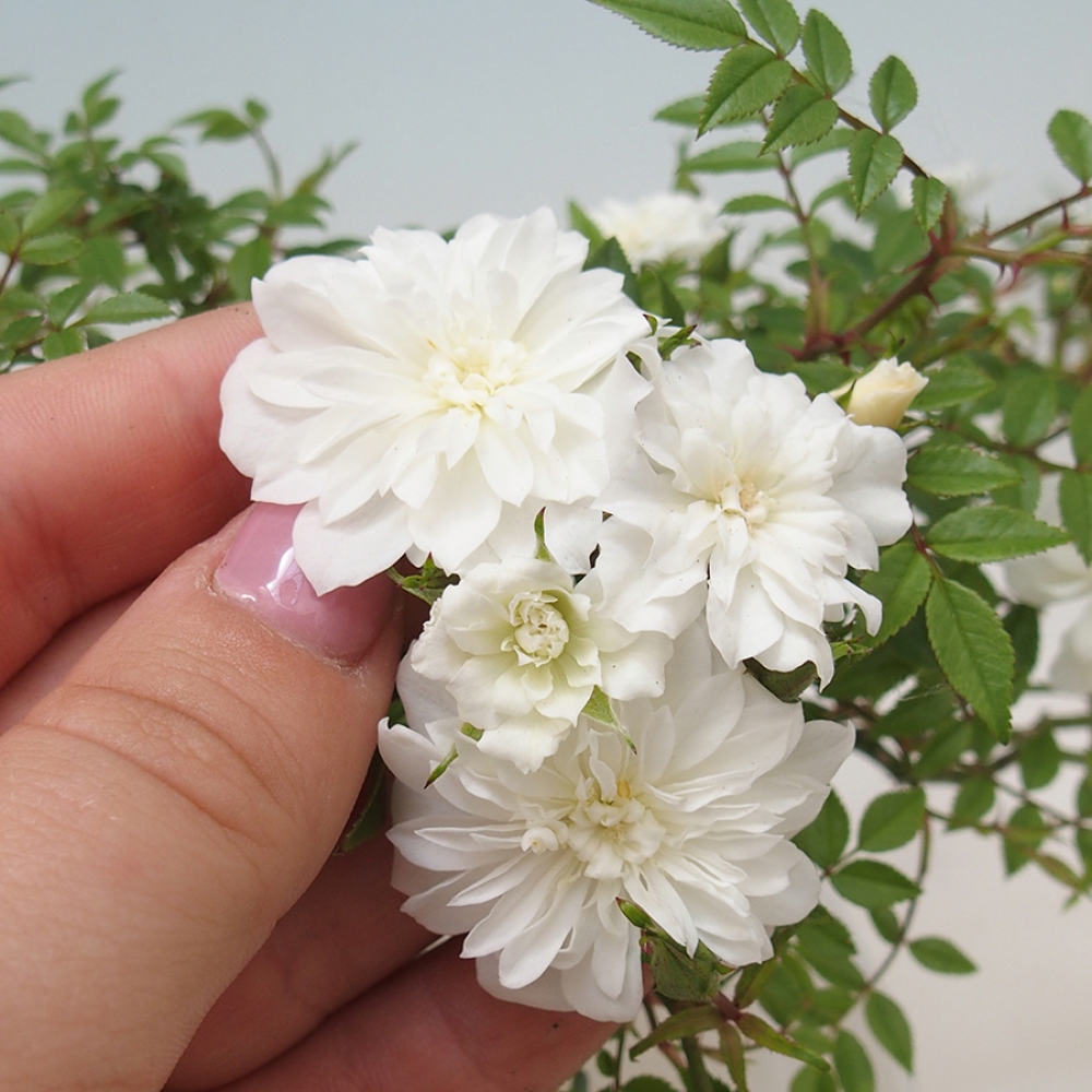 Vonkajší bonsai - Rosa Sea Foam - ruža