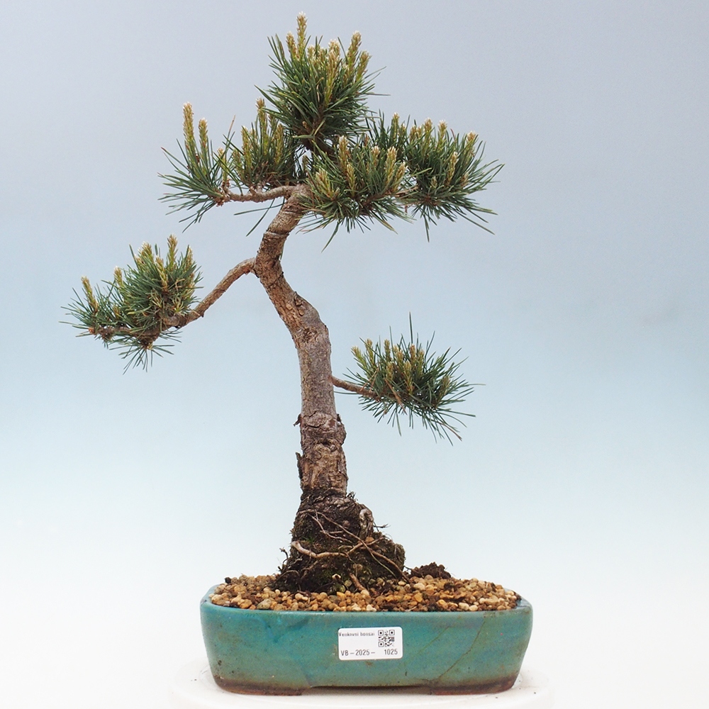Vonkajšie bonsai - Pinus Sylvestris - Borovica lesná