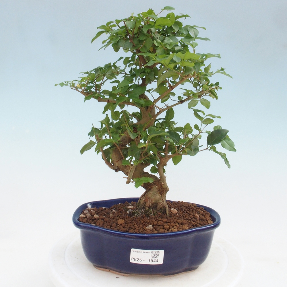 Izbová bonsai -Ligustrum chinensis - Vtáčí zob