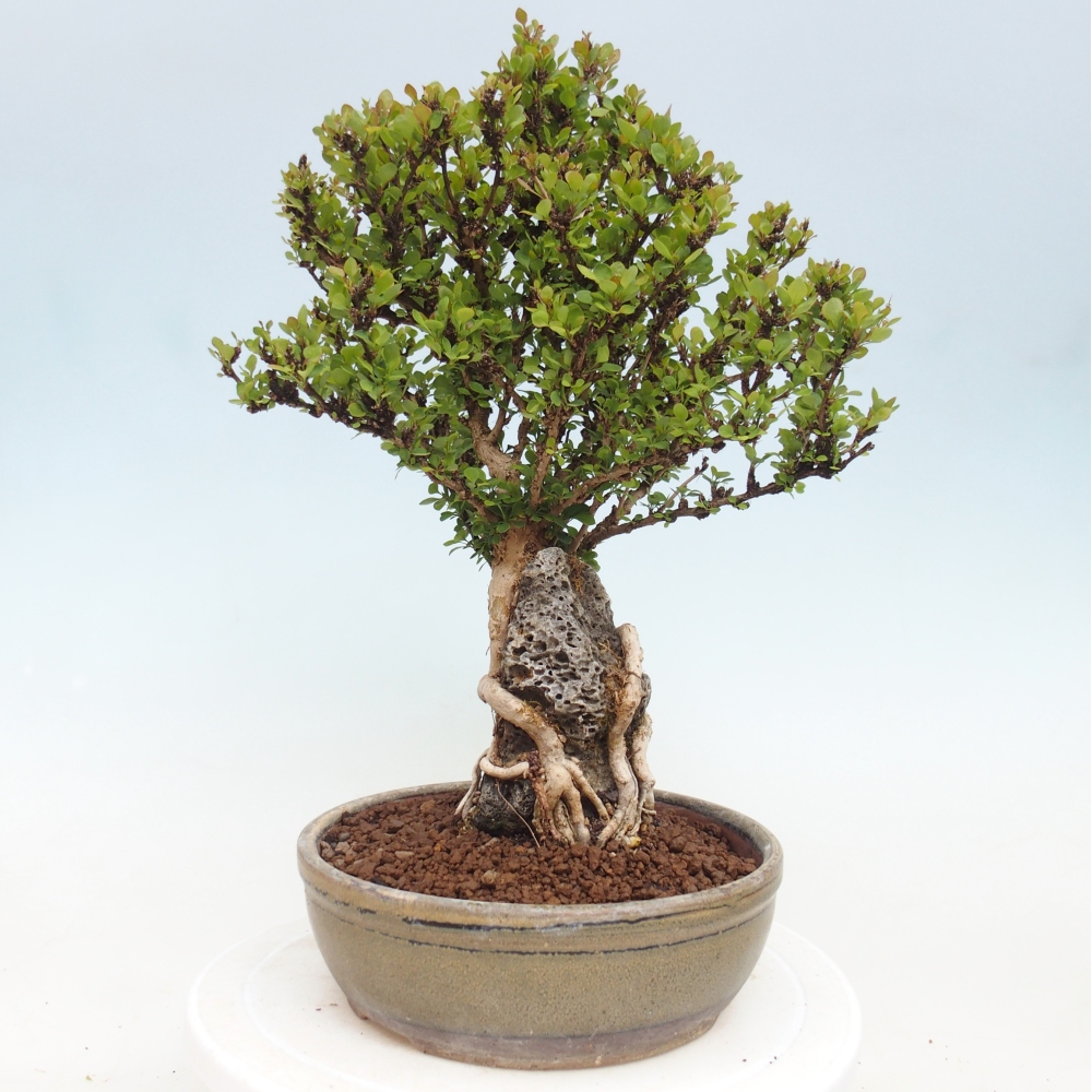 Vonkajšie bonsaje - Berberis coreana