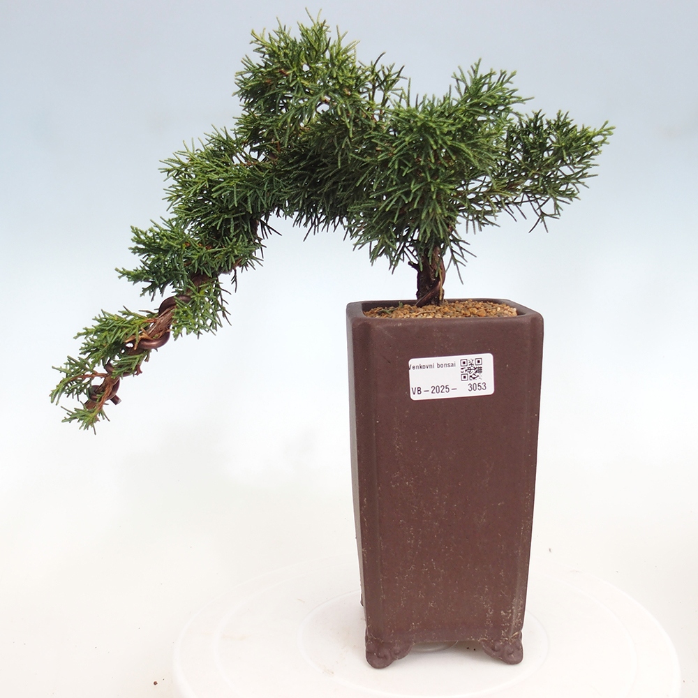 Vonkajší bonsai - Juniperus chinensis Kishu -Jalovec čínsky