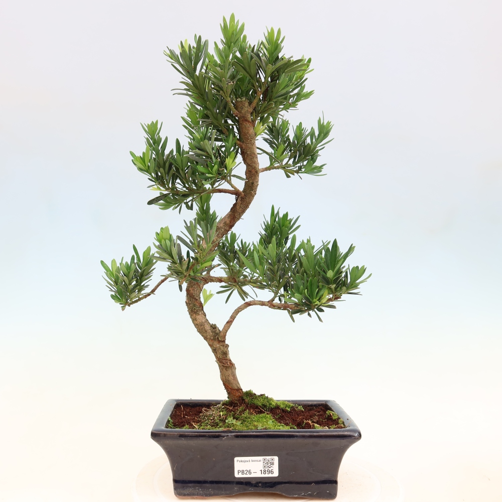 Izbové bonsaje - Podocarpus - Kamenný tis