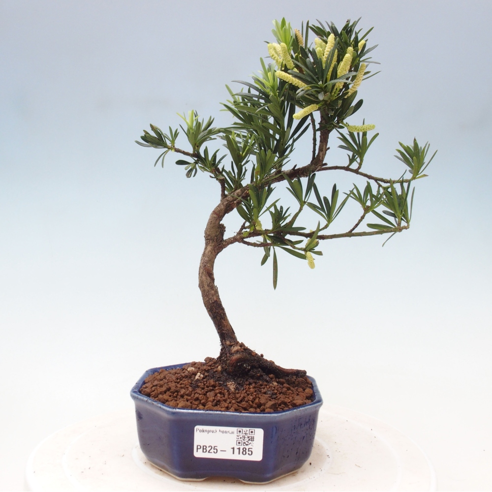 Izbová bonsai - Podocarpus - Kamenný tis