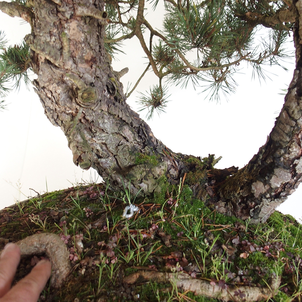 Yamadori - Pinus sylvestris Španielsko