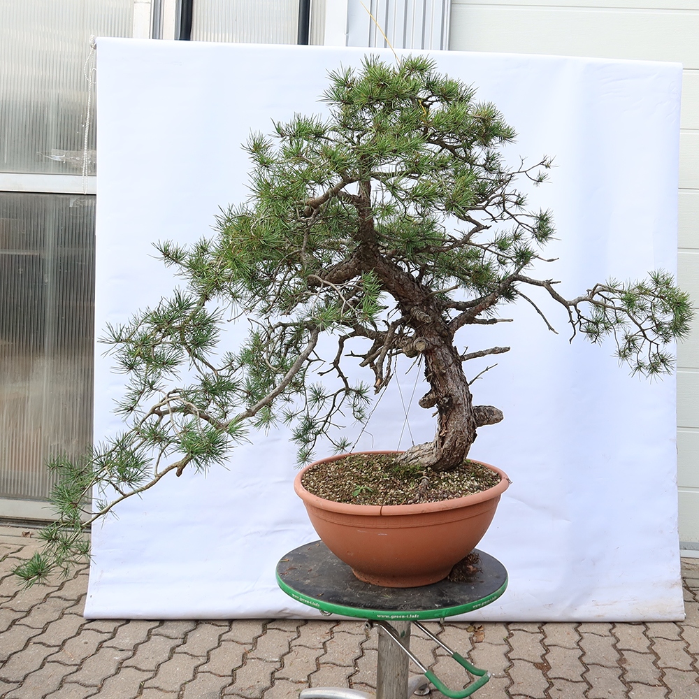 Pinus sylvestris Španielsko – borovica lesná
