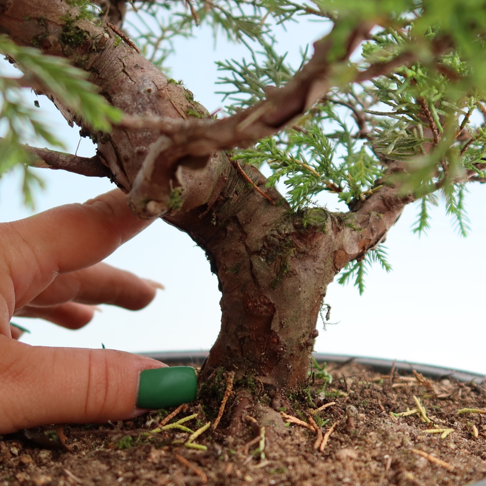 Vonkajší bonsai – Juniperus chinensis Itoigawa – čínsky jalovec
