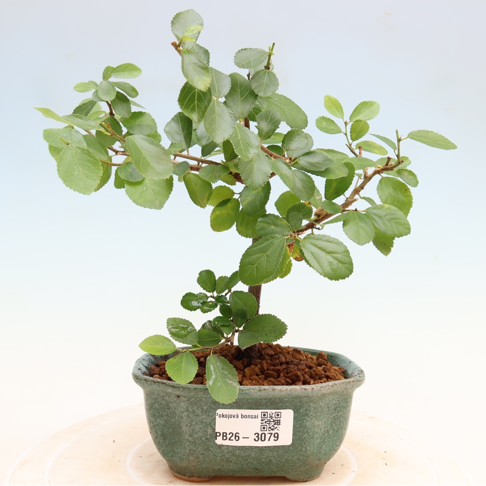 Izba bonsai – Grewia occidentalis – Levanduľová hviezdica