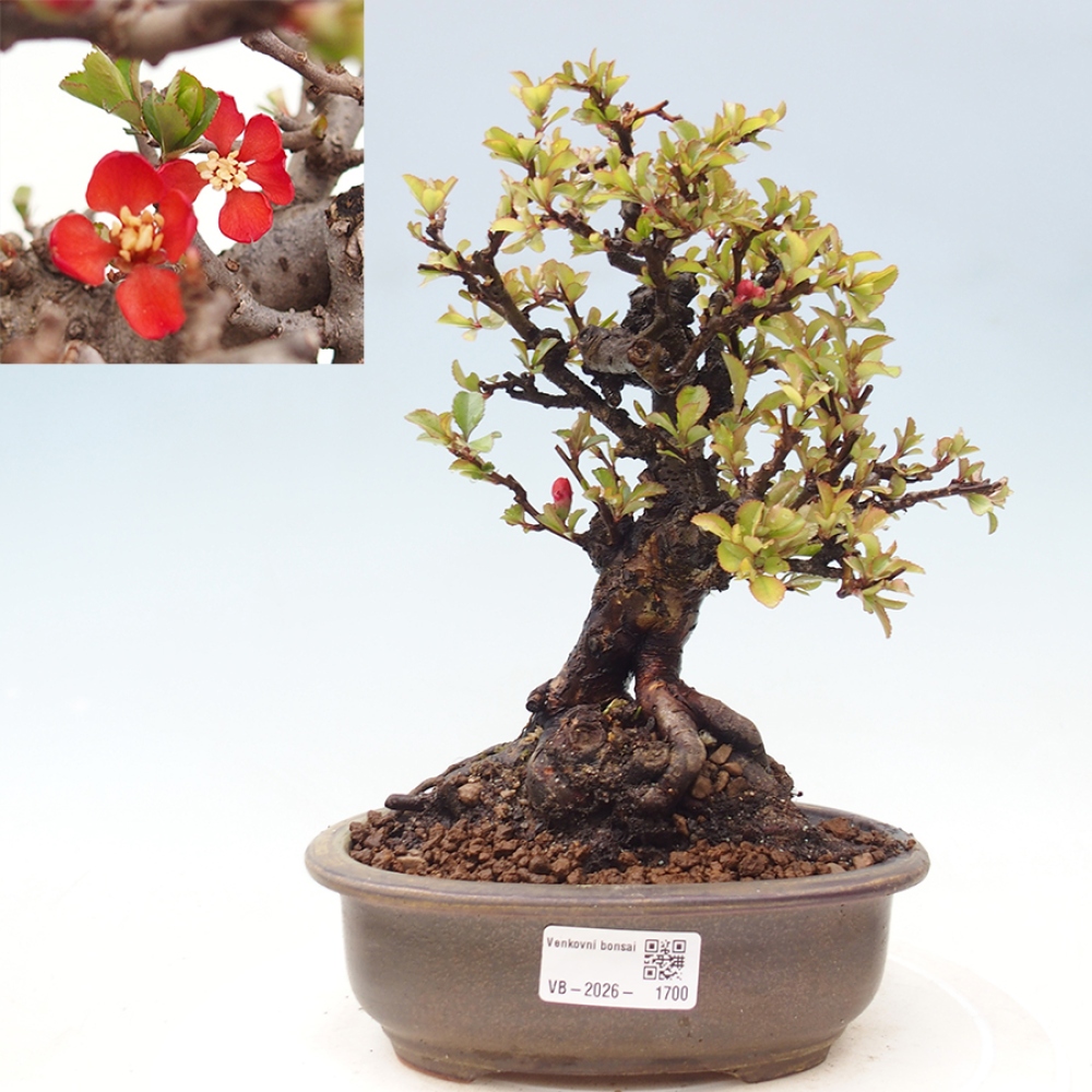 Vonkajšie bonsaje - Chaneomeles speciosa - Kdoule