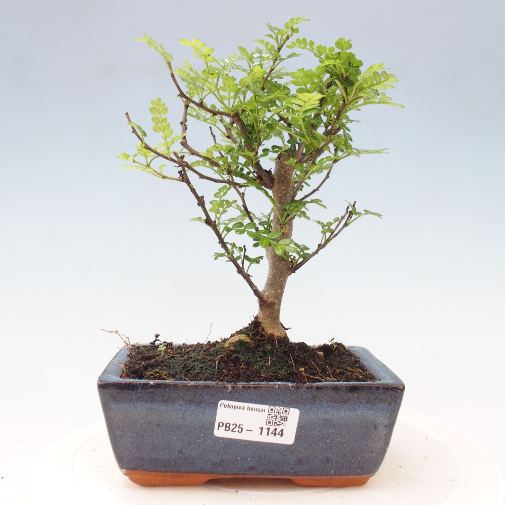 Izbová bonsai - Zantoxylum piperitum - piepor