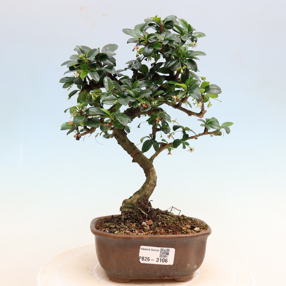 Izbové bonsaje - Carmona macrophylla - Tea fuki