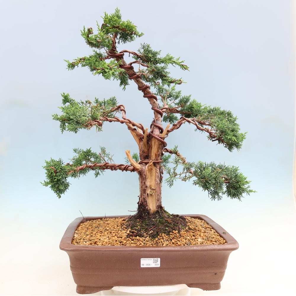Vonkajší bonsaj - Juniperus chinensis Kishu