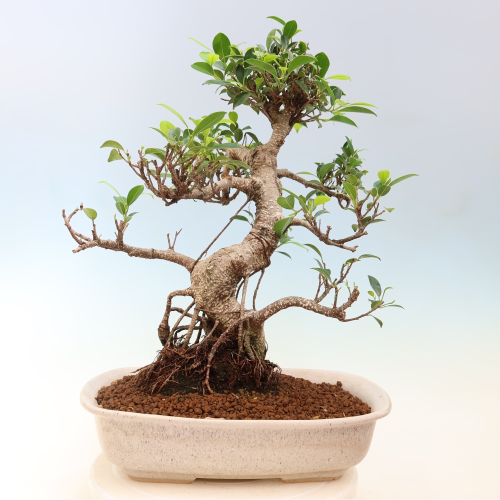 Izbové bonsaje - Ficus kimmen - drobnolistý fikus
