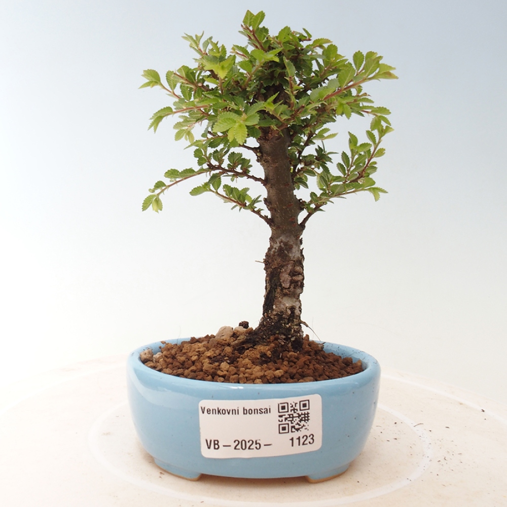 Vonkajší bonsai - Ulmus parvifolia Sagei - Malolistý brest