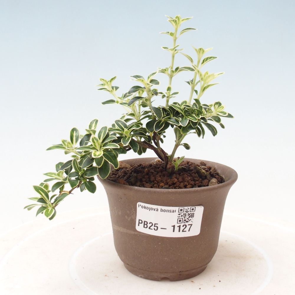 Izbová bonsai - Serissa foetida Variegata - Strom tisíce hviezd