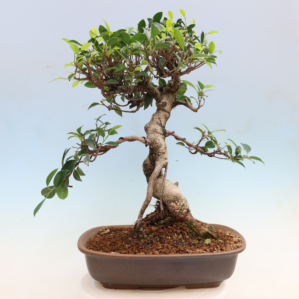 Izbové bonsaje - Ficus kimmen - drobnolistý fikus