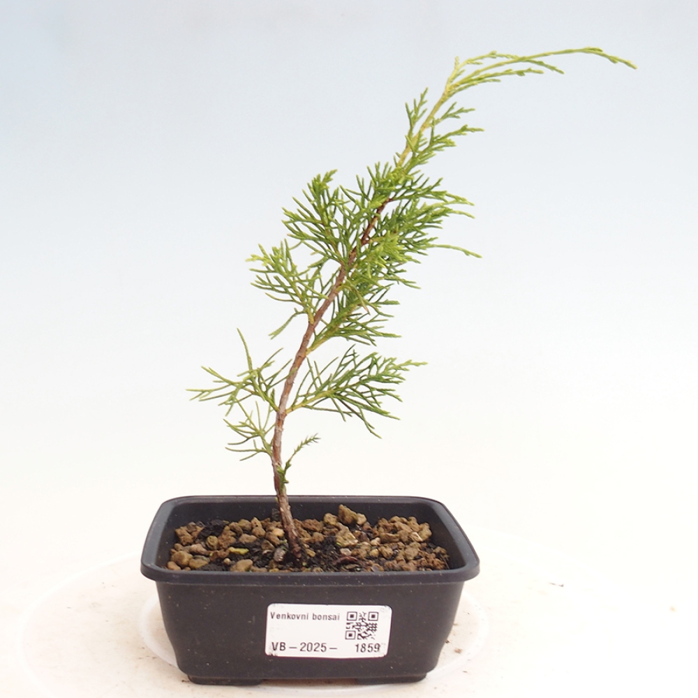 Vonkajší bonsai - Juniperus chinensis Itoigawa -Jalovec čínsky