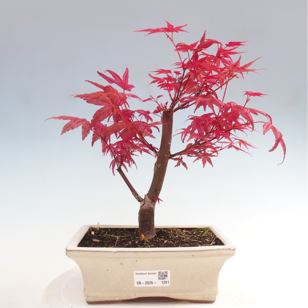 Vonkajší bonsaj - Acer palmatum DESHOJO