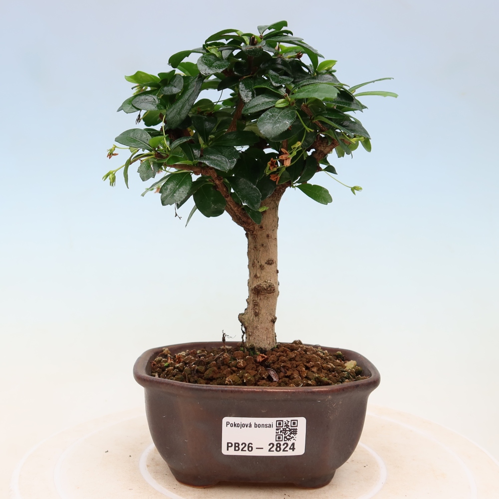 Izbové bonsaje - Carmona macrophylla - Tea fuki
