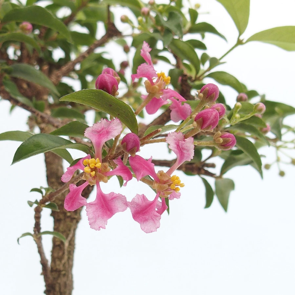 Izba bonsai – barbadoská čerešňa (Malpighia glabra) 