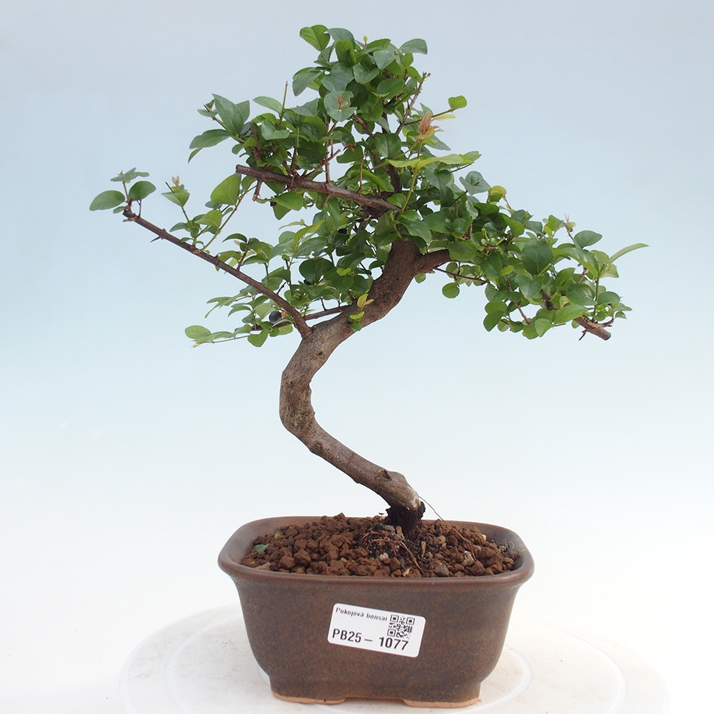 Izbová bonsai - Sagerécie thea - Sagerécie thea