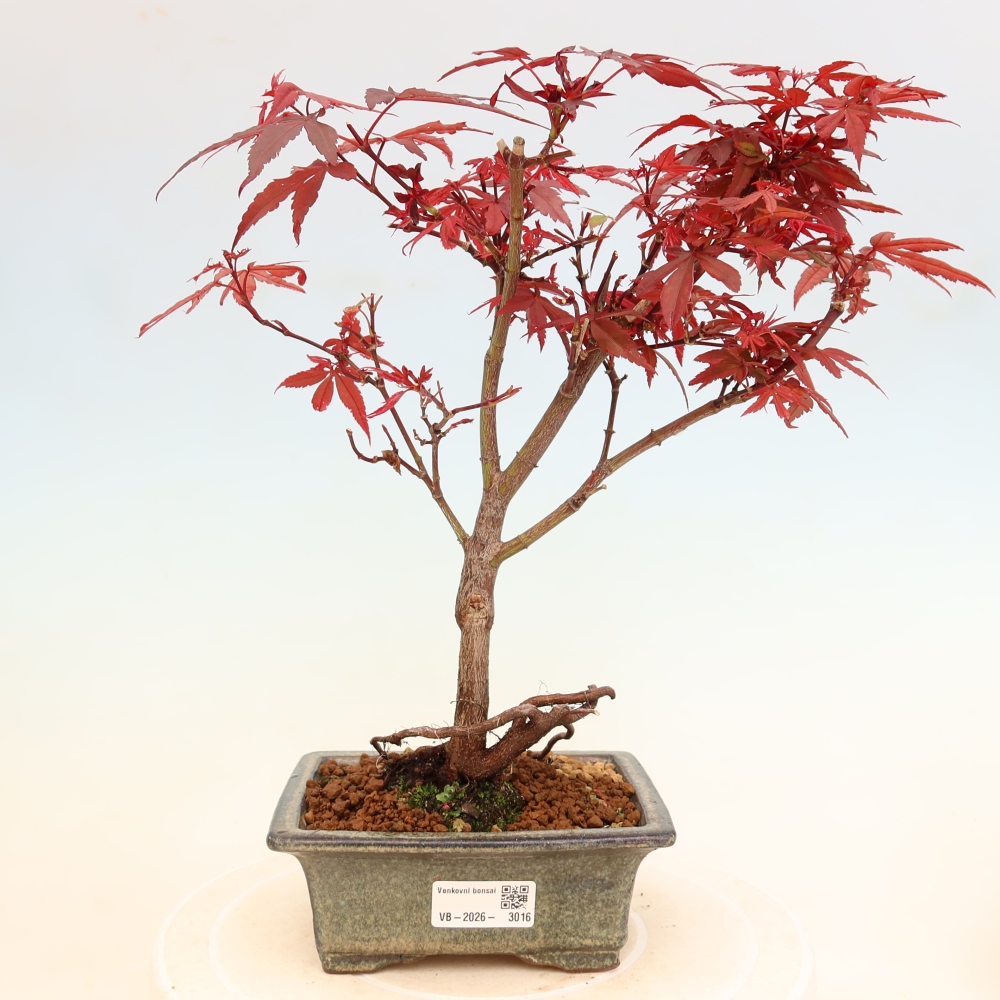 Vonkajší bonsai – javor dlaňolistý – Acer palmatum Berry Broom 