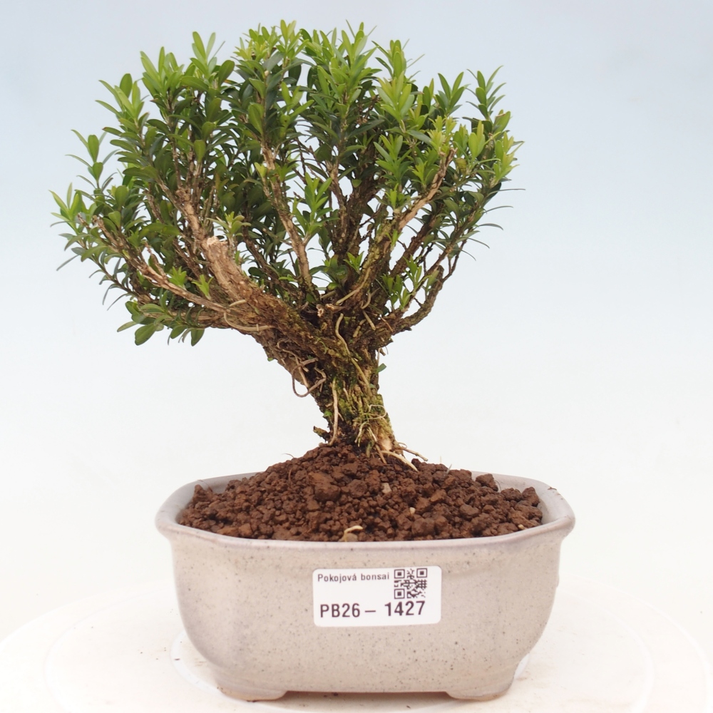 Izbové bonsaje - Buxus harlandii - korkový buxus