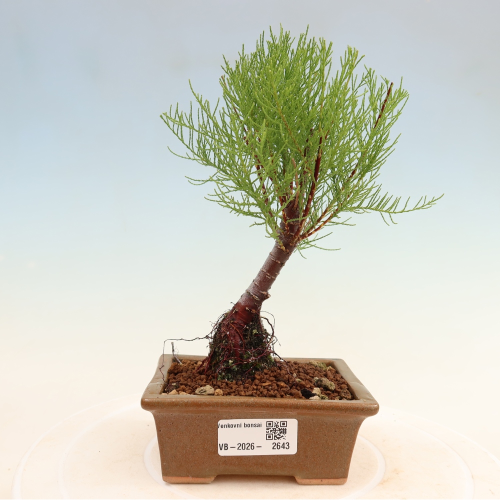 Vonkajšie bonsaje – Tamaryšek – Tamarix